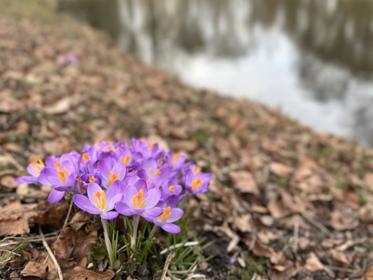 Bonte krokus - Crocus vernus