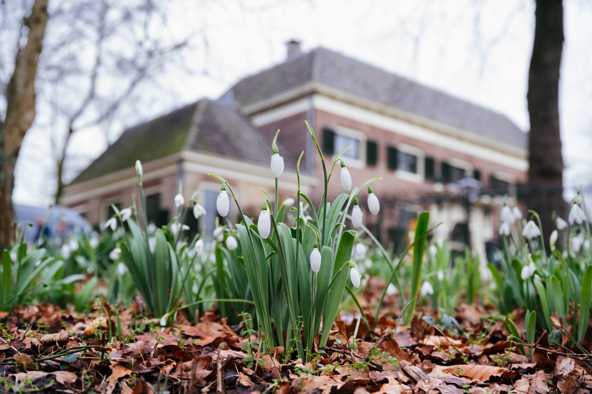 Sneeuwklokje - Galanthus nivalis
